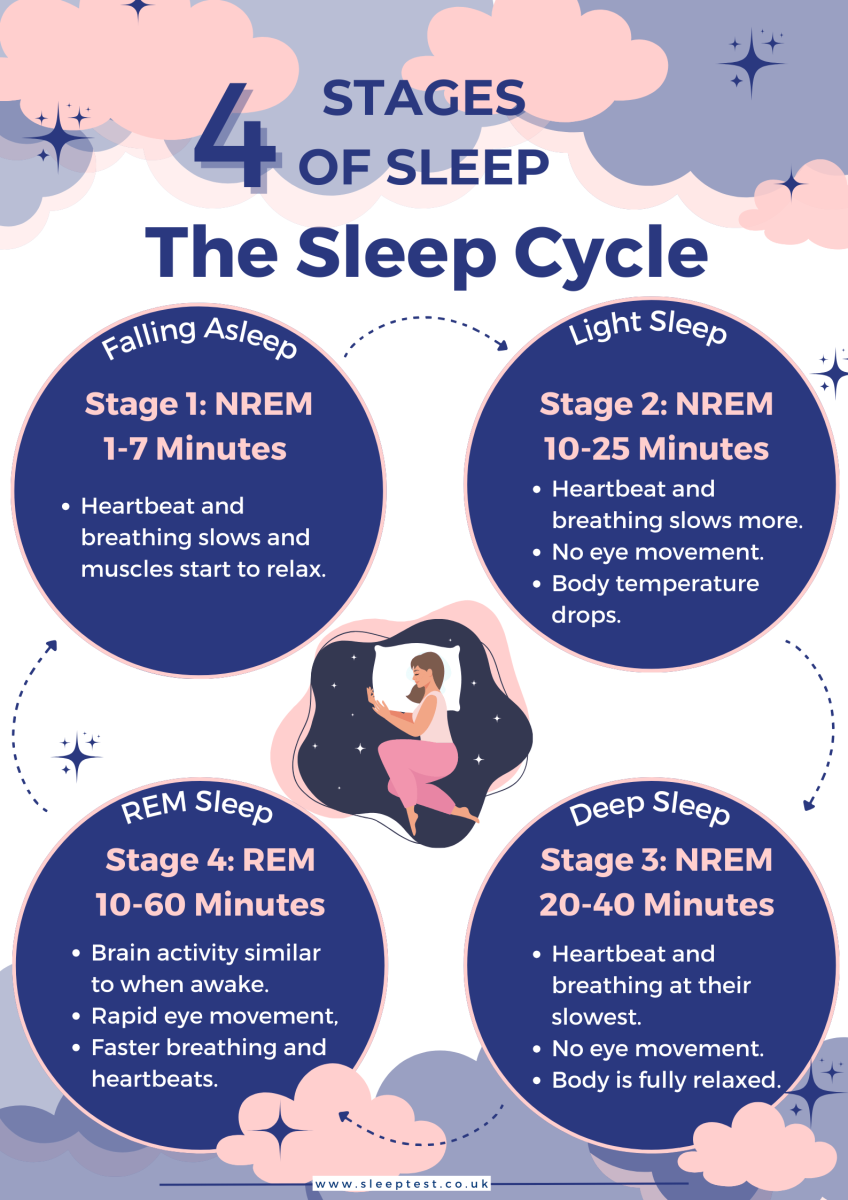 The sleep cycle, four stages of sleep | SleepTest.co.uk